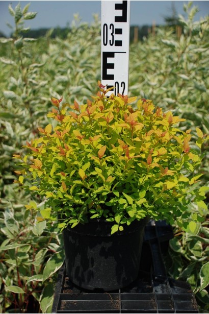 Спірея японська Голден Принцесс - 3л/вис.20-25см/Ø25-30см